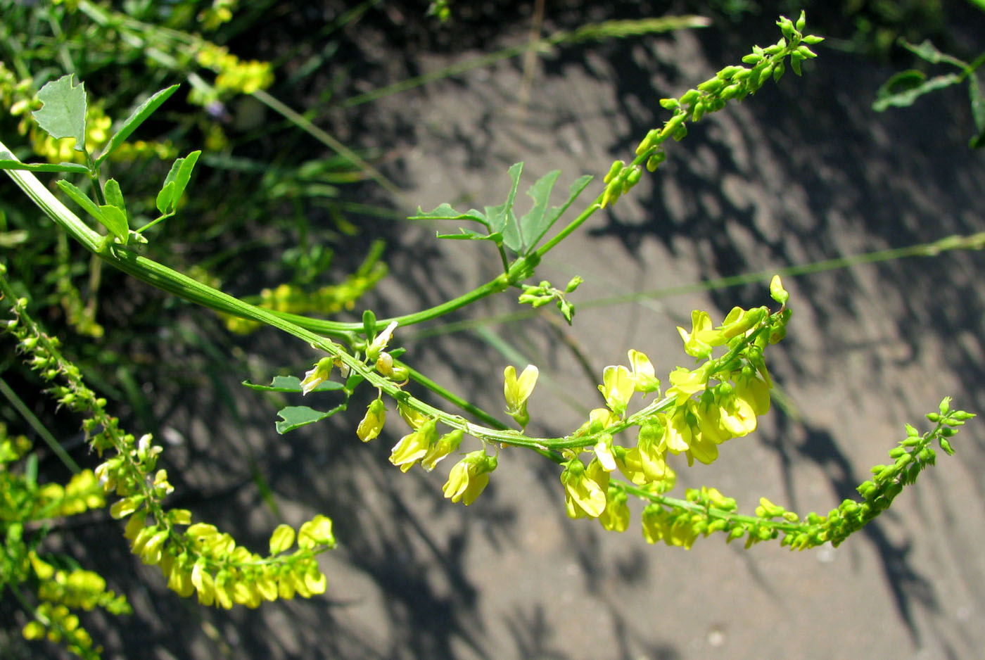 Image of Melilotus officinalis specimen.