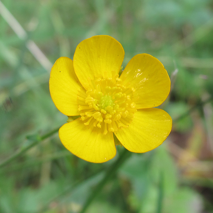 Image of genus Ranunculus specimen.