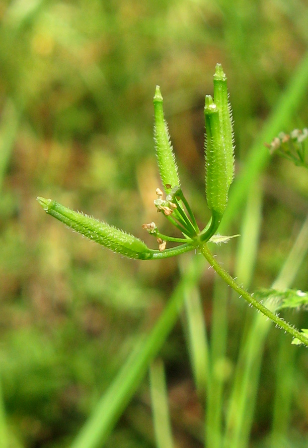 Изображение особи Anthriscus cerefolium.