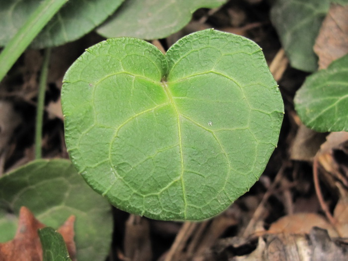 Image of Pyrola renifolia specimen.