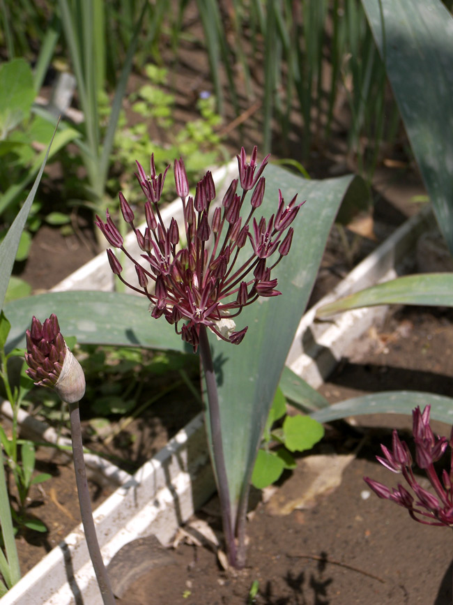 Image of Allium nevskianum specimen.