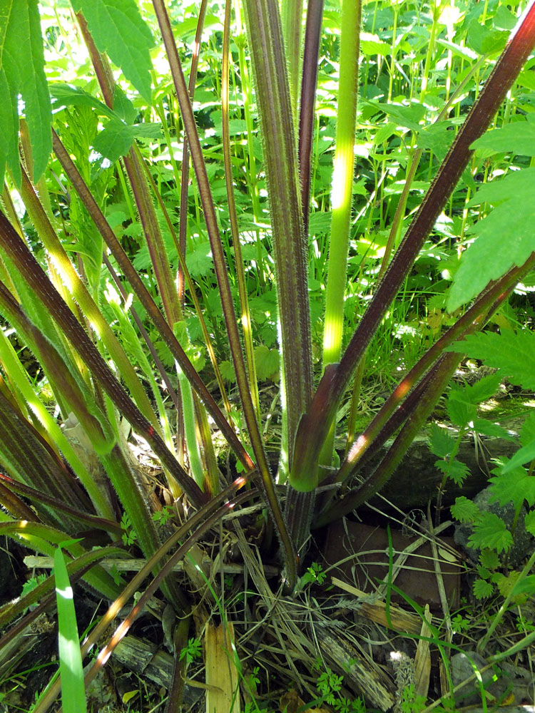 Image of genus Heracleum specimen.