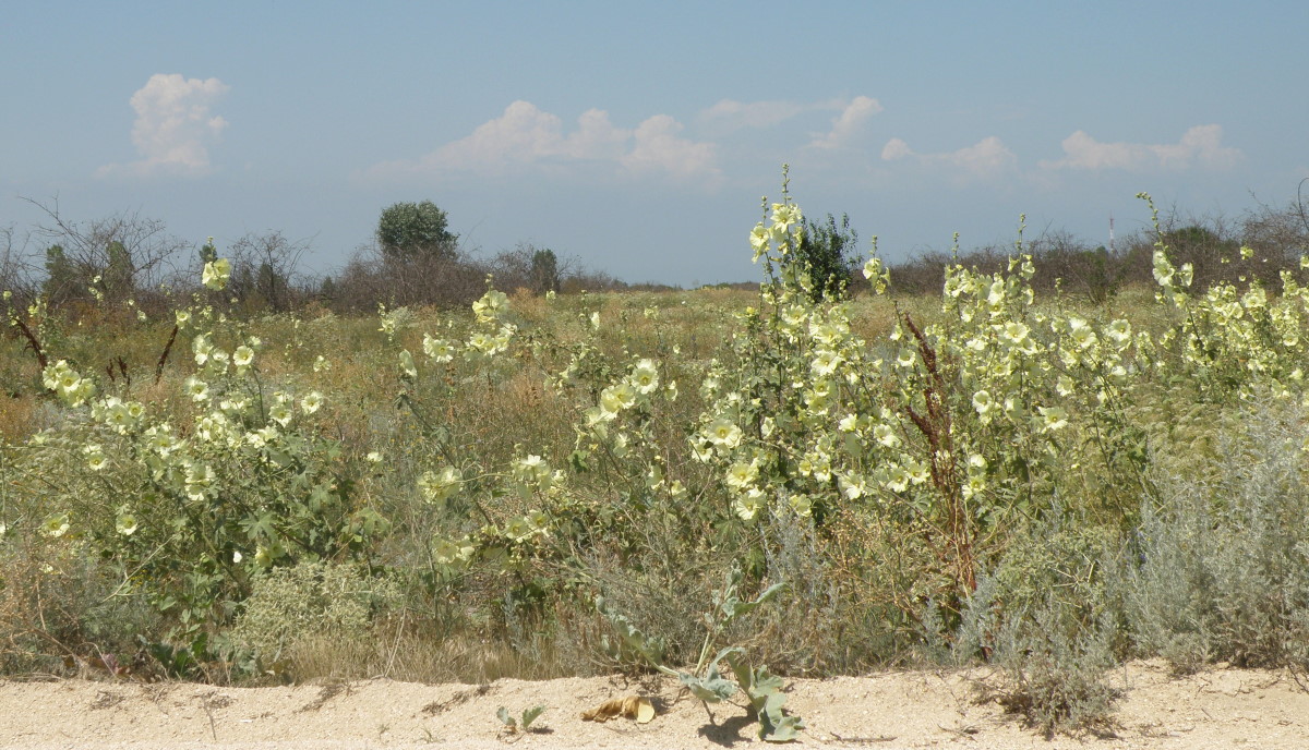 Изображение особи Alcea rugosa.