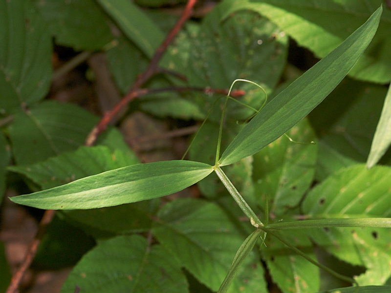 Image of Lathyrus sylvestris specimen.