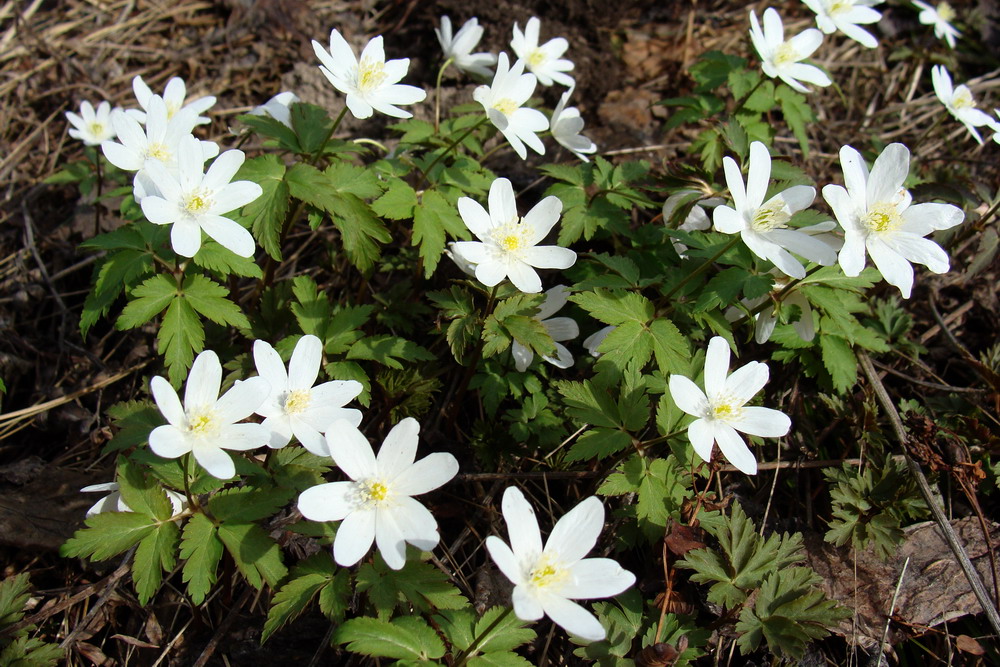 Image of Anemone altaica specimen.