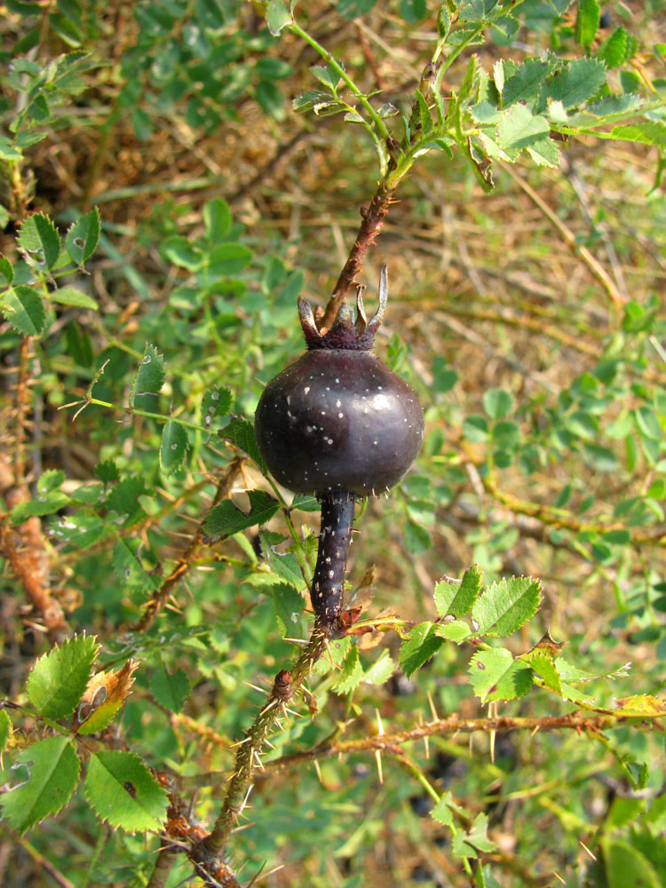 Изображение особи Rosa spinosissima.