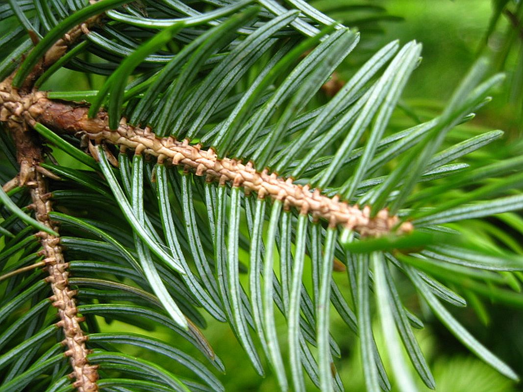 Image of Picea ajanensis specimen.