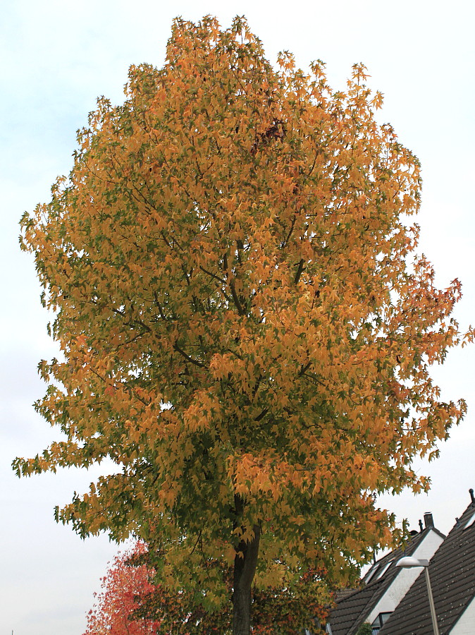 Image of Liquidambar styraciflua specimen.