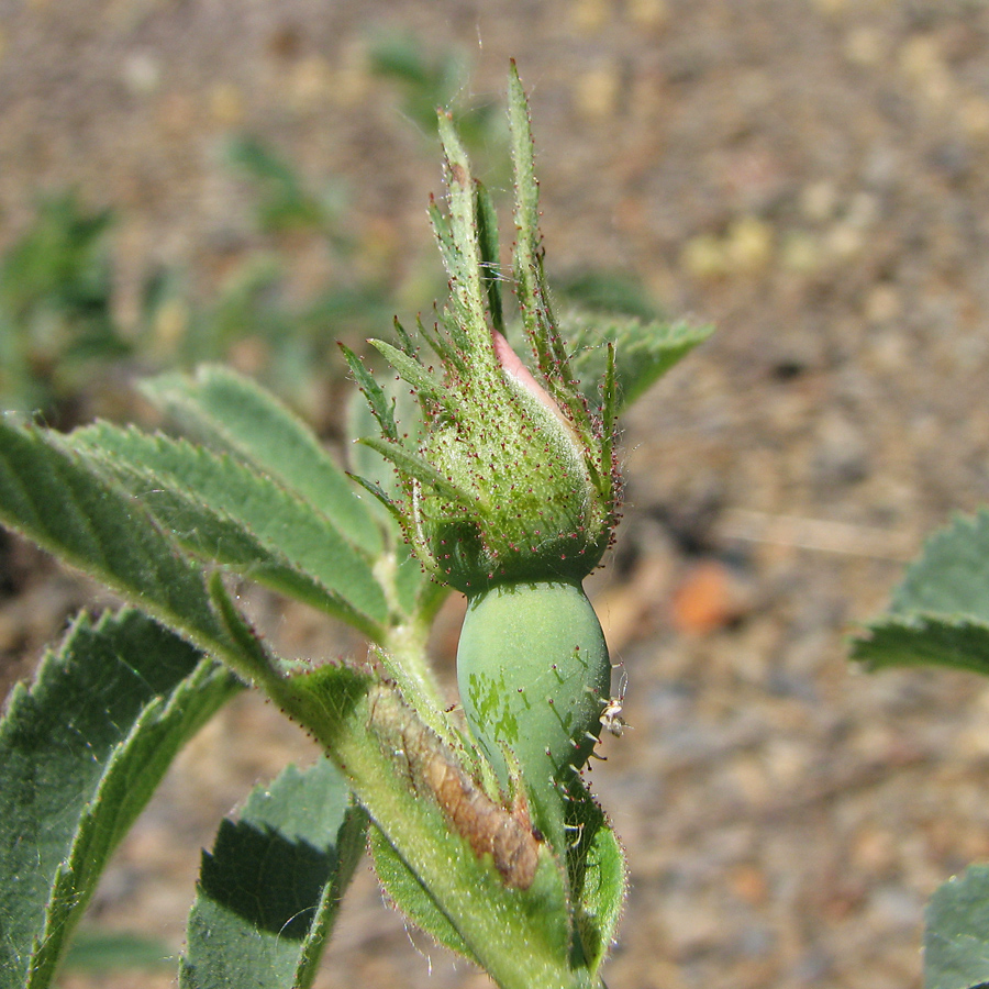 Image of Rosa balsamica specimen.