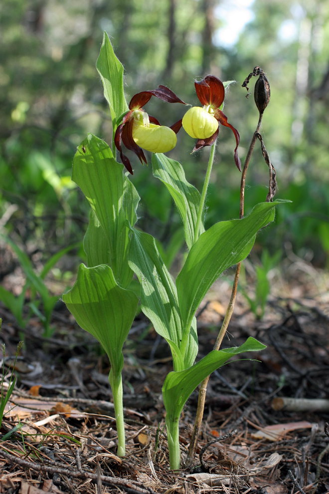 Изображение особи Cypripedium calceolus.