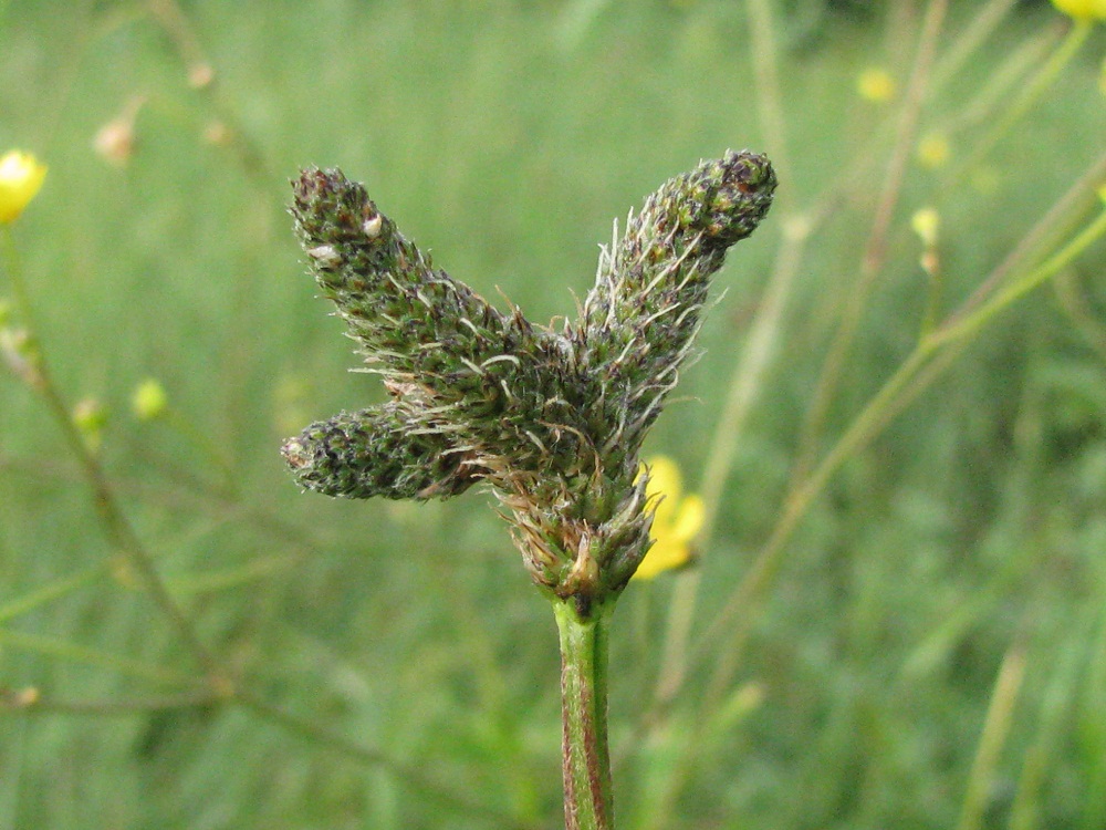 Image of Plantago lanceolata specimen.