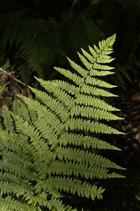 Изображение особи Athyrium filix-femina.