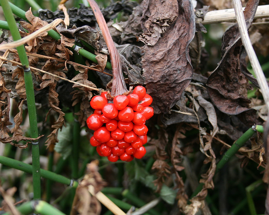 Изображение особи род Arisaema.