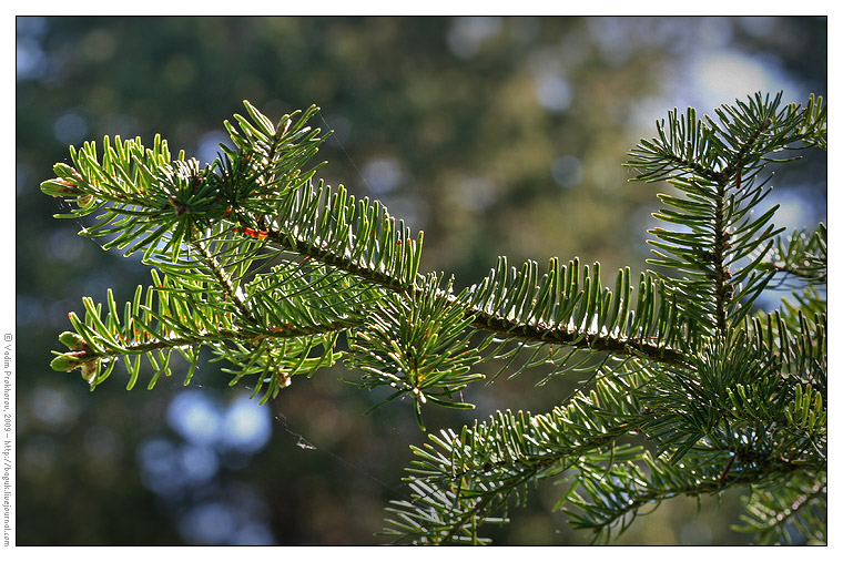 Image of Abies fraseri specimen.