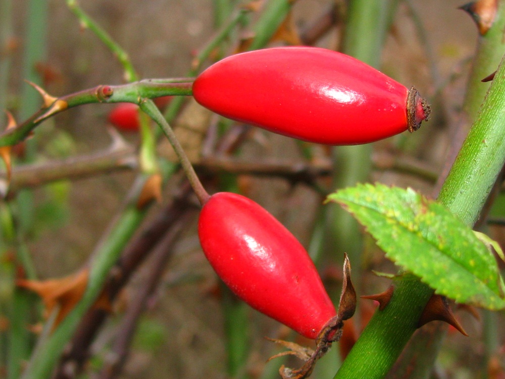 Image of genus Rosa specimen.