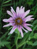 Tragopogon malikus