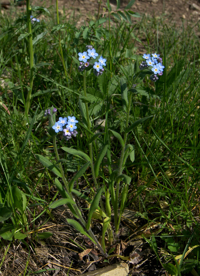 Изображение особи Myosotis arvensis.