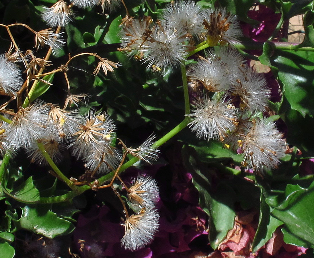 Image of Senecio angulatus specimen.