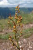 Rumex acetosella. Верхушка соцветия. Крым, Южный склон Демерджи. 7 июня 2013 г.