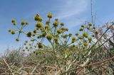 Ferula karelinii. Соцветие отцветающего растения. Казахстан, Алматинская обл., Алакольский р-н, 33 км З пос. Актогай Восточно-Казахстанской области; Северное Прибалхашье, песчаный массив к востоку от мелкосопочника буг. Жаксыбулак, закрепленные пески; гемипсаммофитная полынно-солянковая пустыня с разреженным ярусом черного саксаула на плотнопесчаном бугре. 01.06.2013.