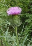 Cirsium vulgare. Верхушка побега с соцветием. Украина, г. Запорожье, балка между Космическим мкрн. и Опытной станцией. 13.07.2013.