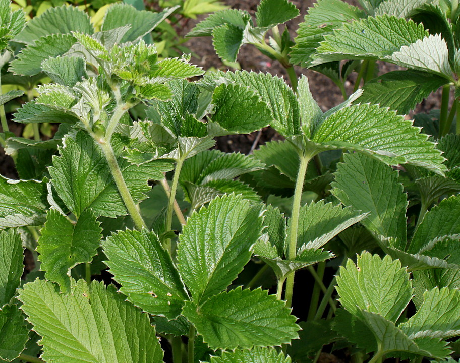 Изображение особи Potentilla argyrophylla var. atrosanguinea.