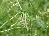 Смотреть изображение Epilobium cylindricum