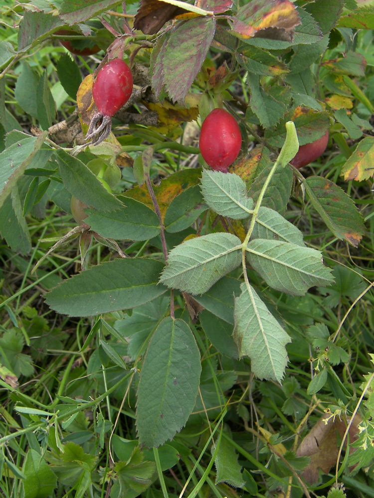 Image of Rosa buschiana specimen.