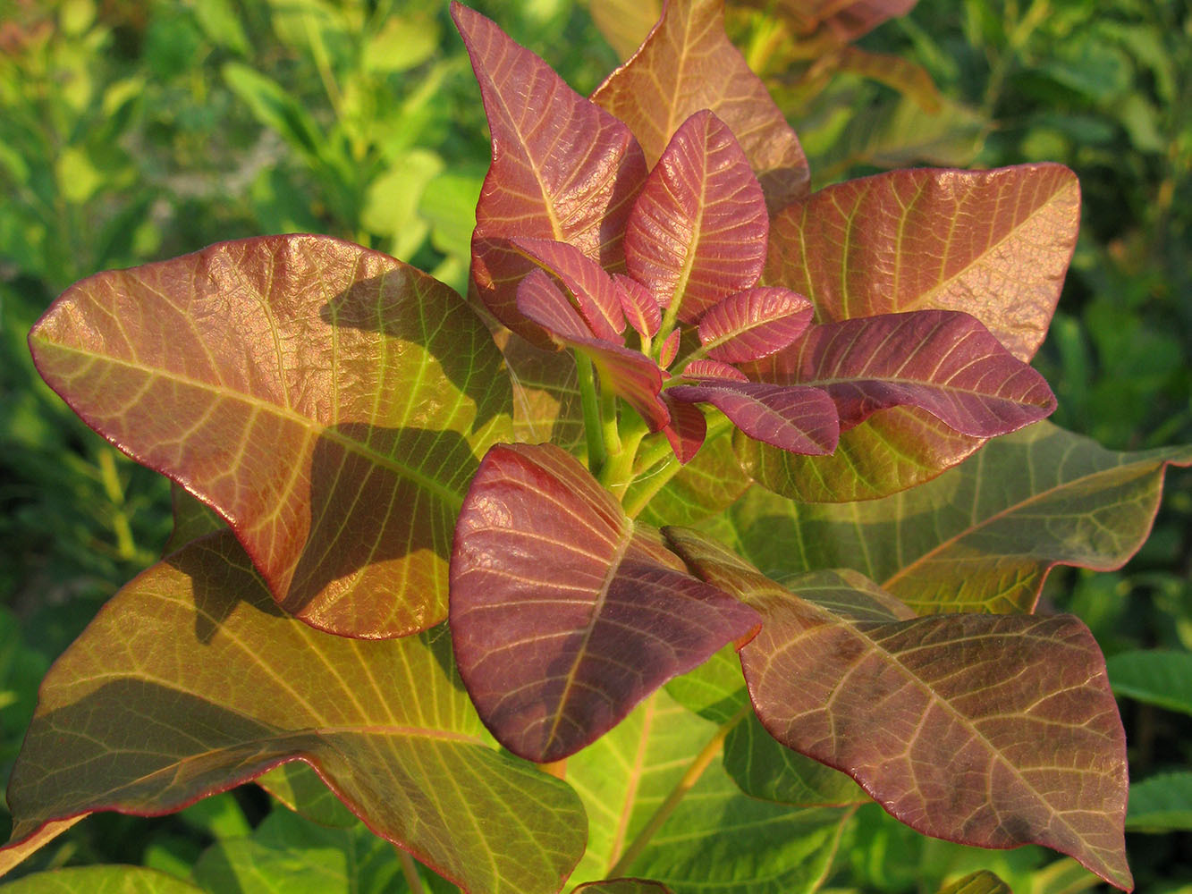 Image of Cotinus coggygria specimen.