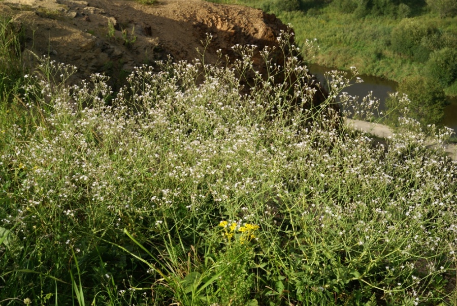 Image of Gypsophila pacifica specimen.