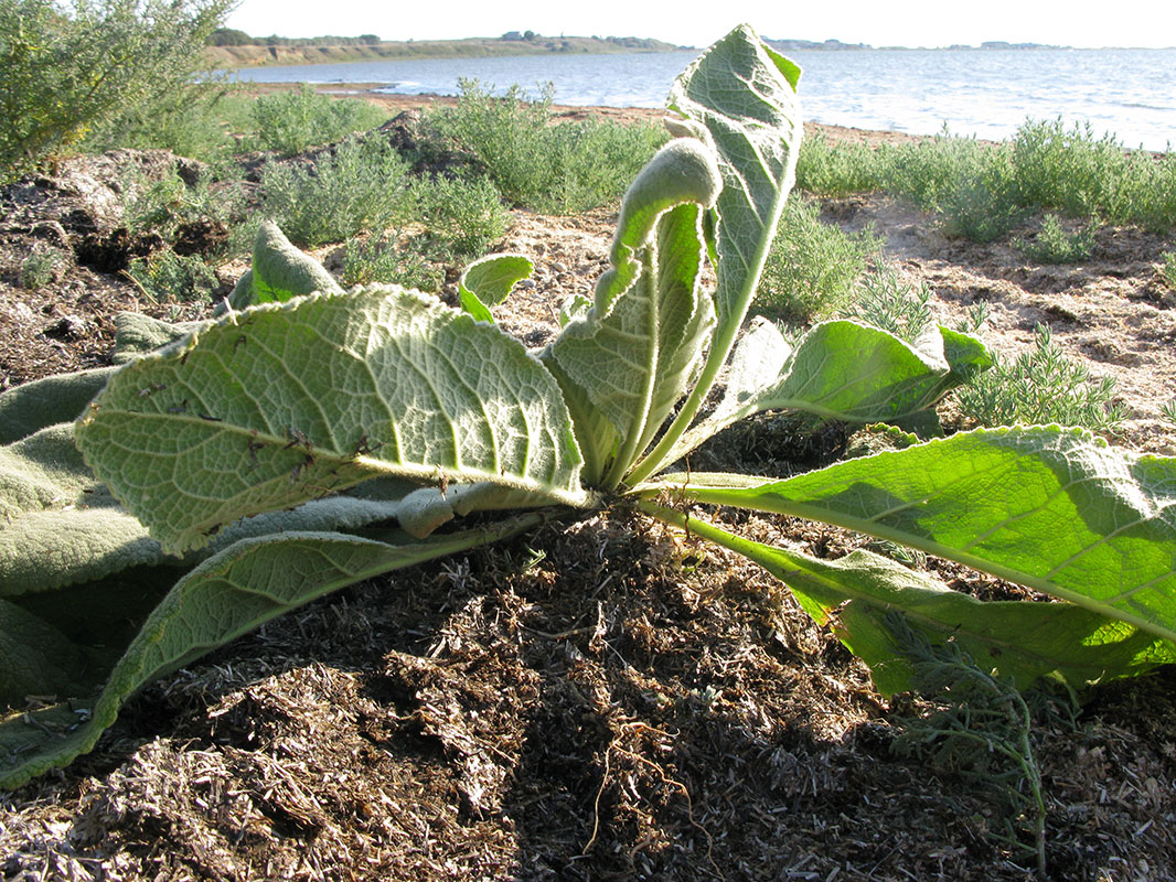 Image of Verbascum densiflorum specimen.