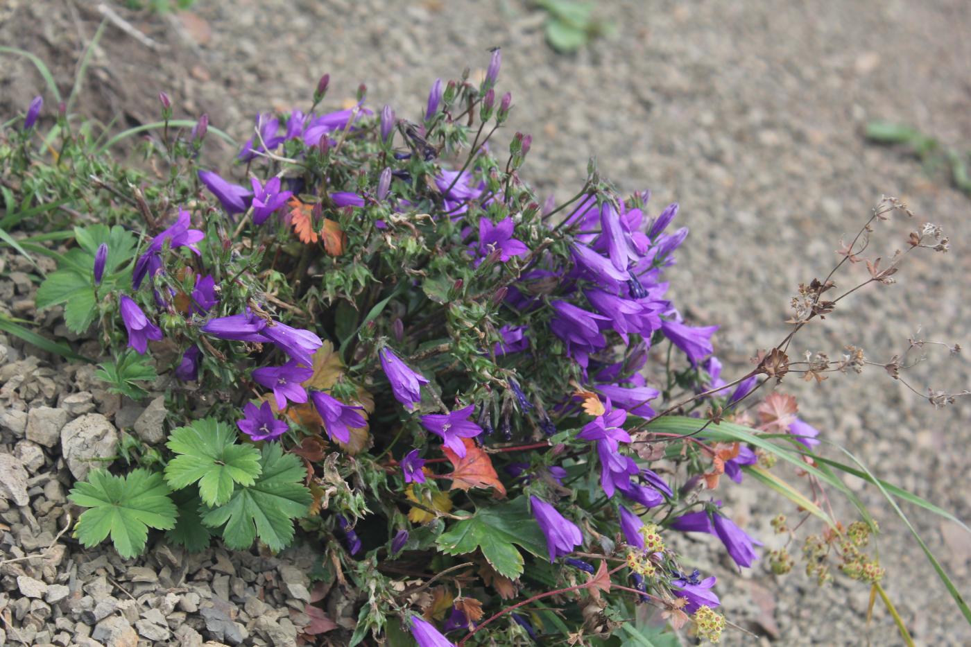 Image of Campanula hohenackeri specimen.