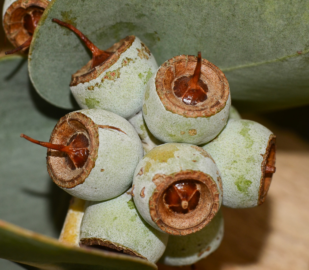 Image of Eucalyptus cinerea specimen.