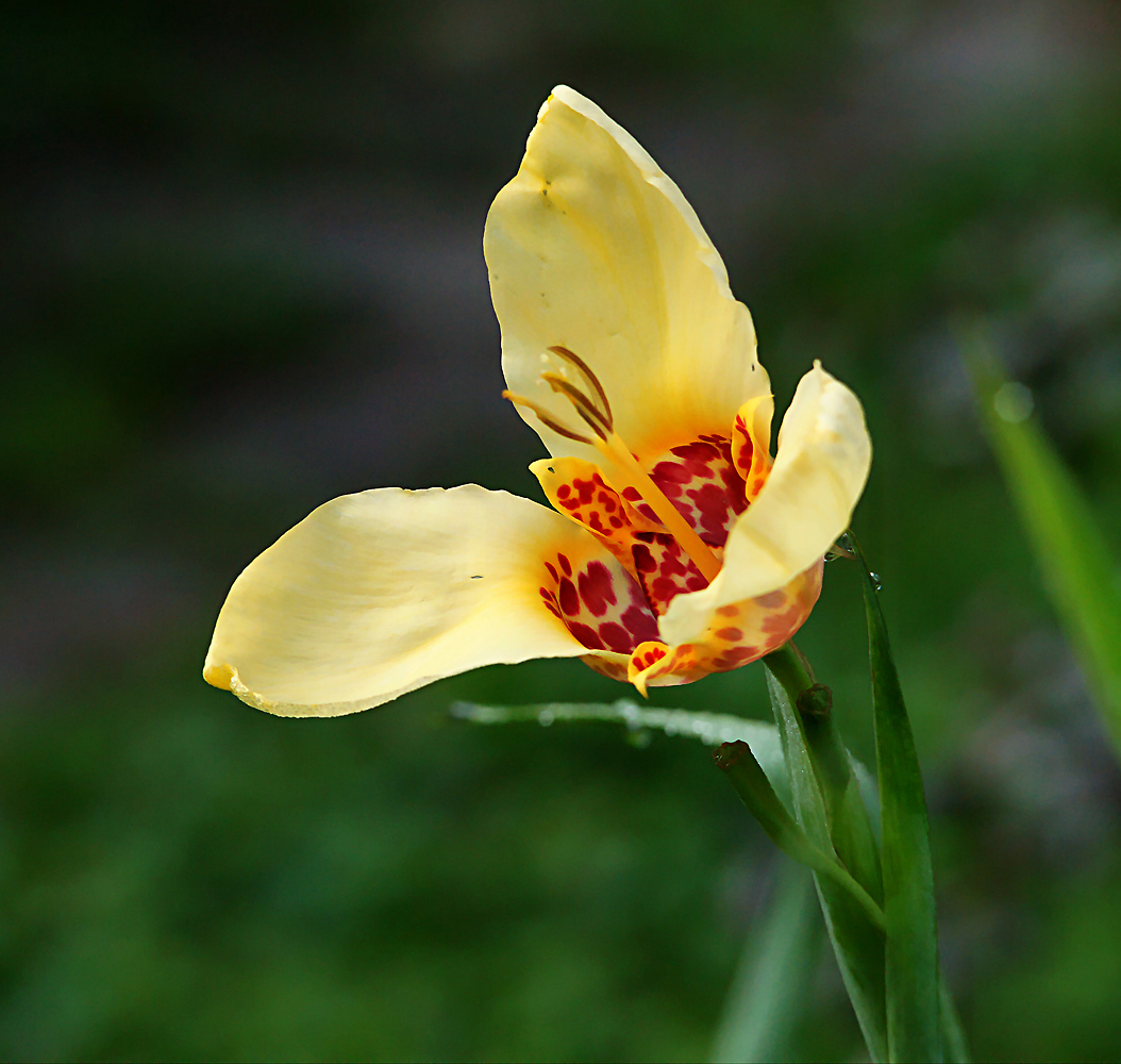 Image of Tigridia pavonia specimen.