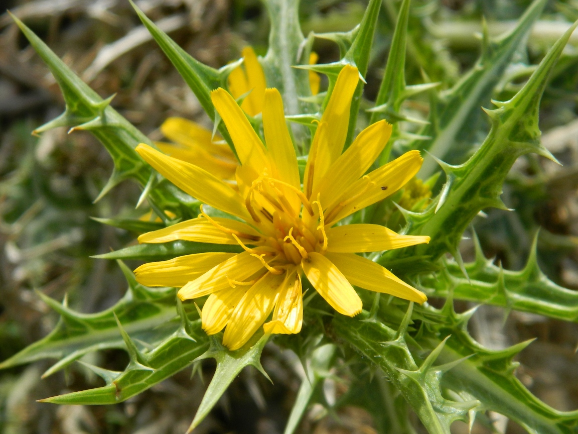 Image of Scolymus hispanicus specimen.