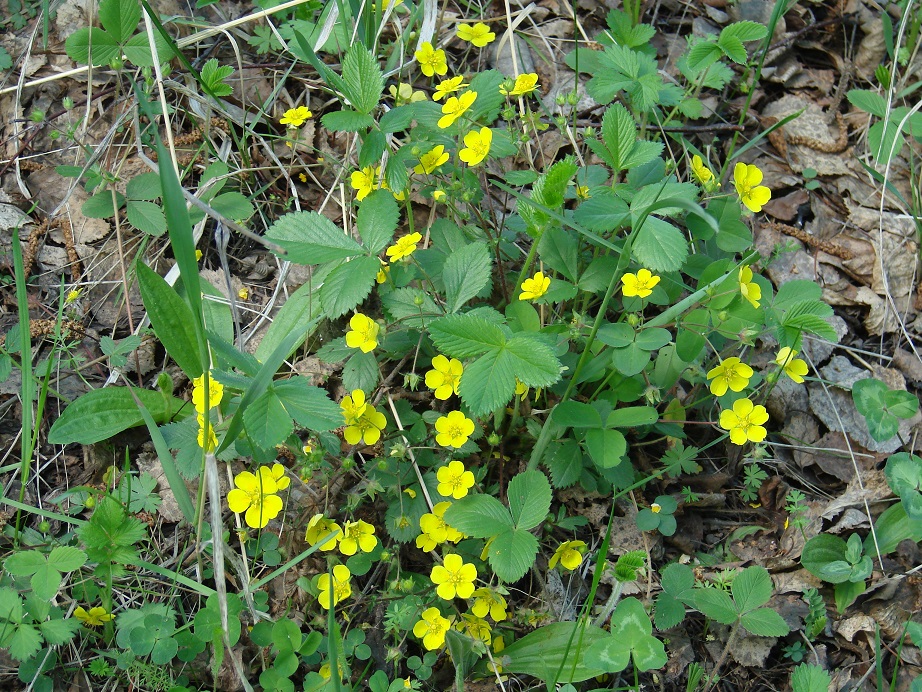 Image of Potentilla fragarioides specimen.