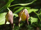 Cypripedium calceolus