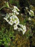 Schivereckia podolica. Соцветия. Пермский край, окр. г. Красновишерск, левый берег р. Вишера, Камень Ветлан, на известняковой скале. 11.06.2013.