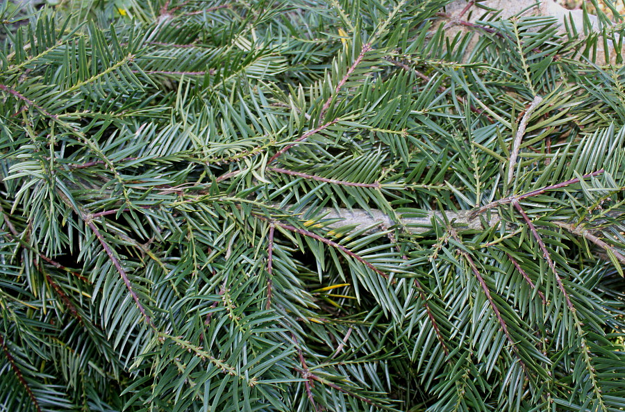 Image of Torreya grandis specimen.