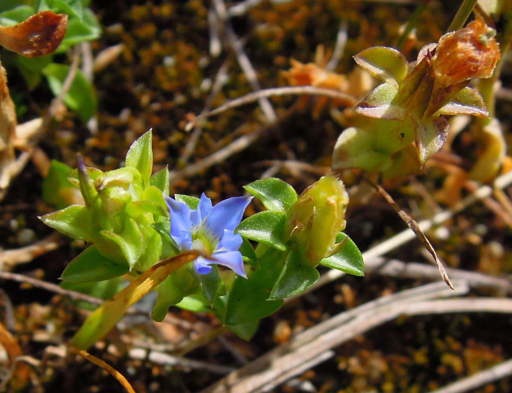 Изображение особи Gentiana squarrosa.