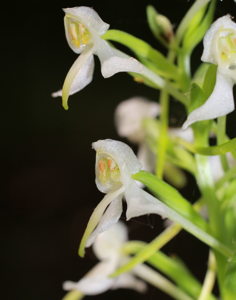 Image of Platanthera bifolia specimen.