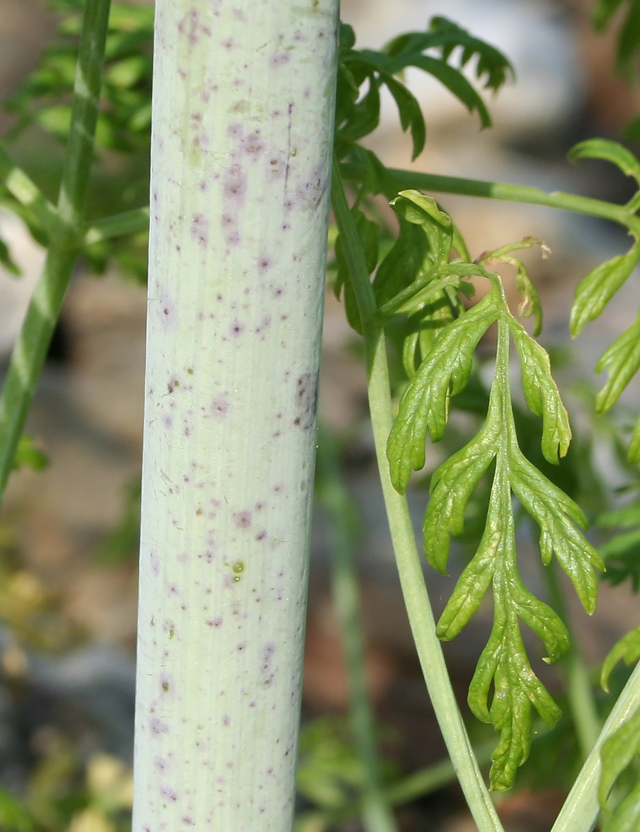 Image of Conium maculatum specimen.