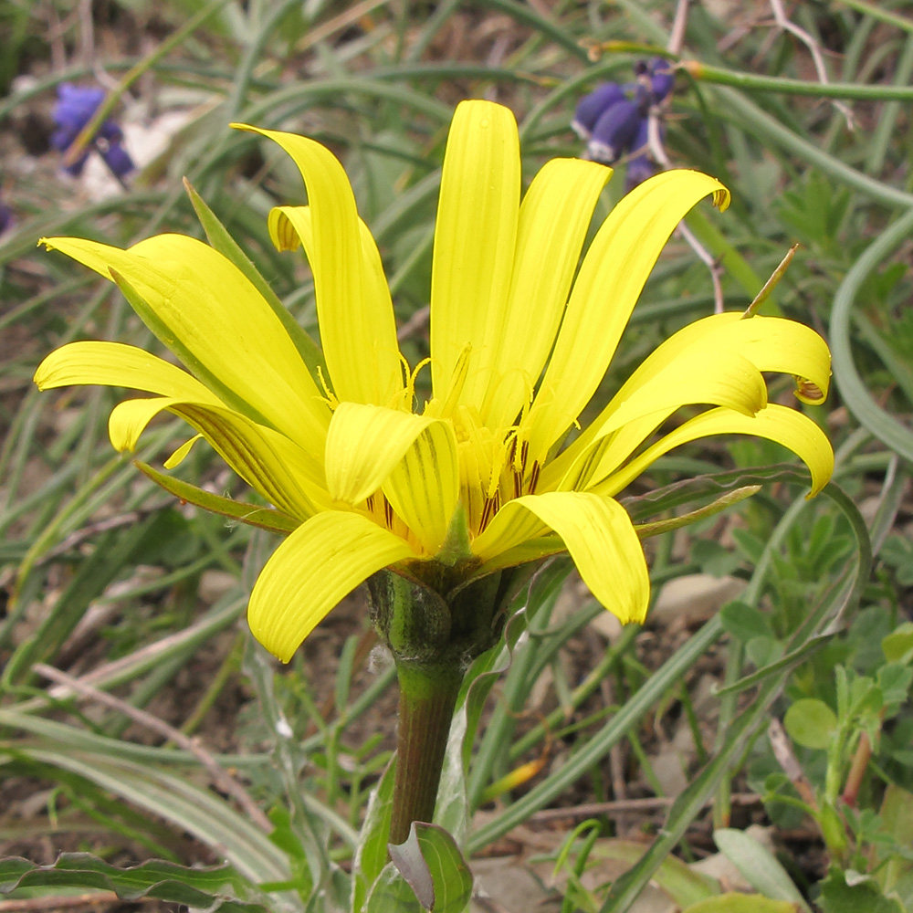 Image of Tragopogon pusillus specimen.