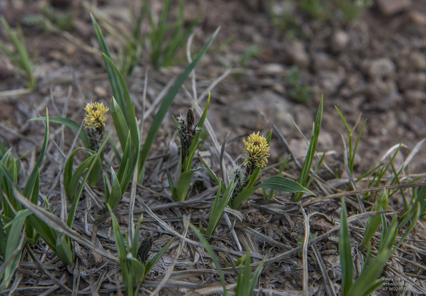 Image of Carex riishirensis specimen.