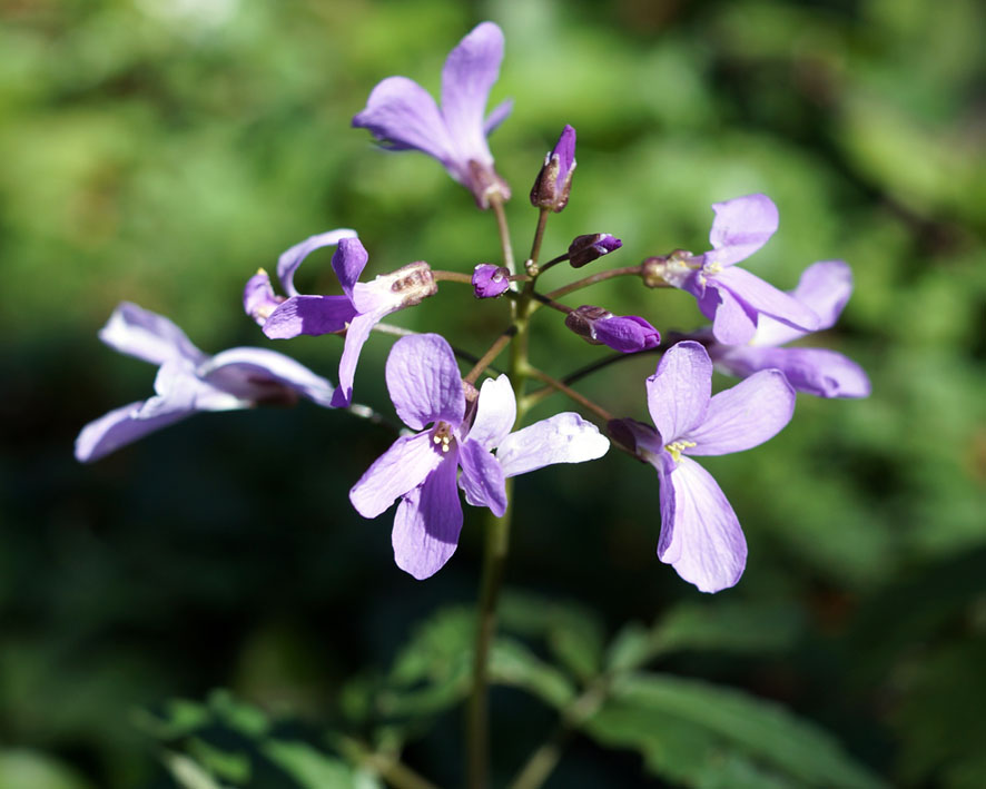 Image of Cardamine quinquefolia specimen.