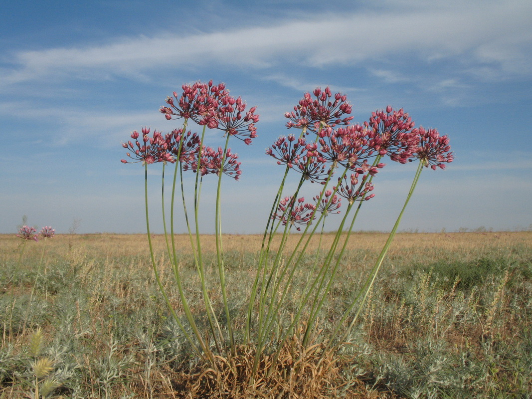 Image of Allium trachyscordum specimen.