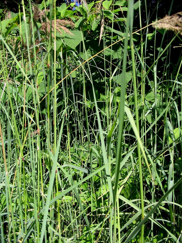 Image of genus Calamagrostis specimen.