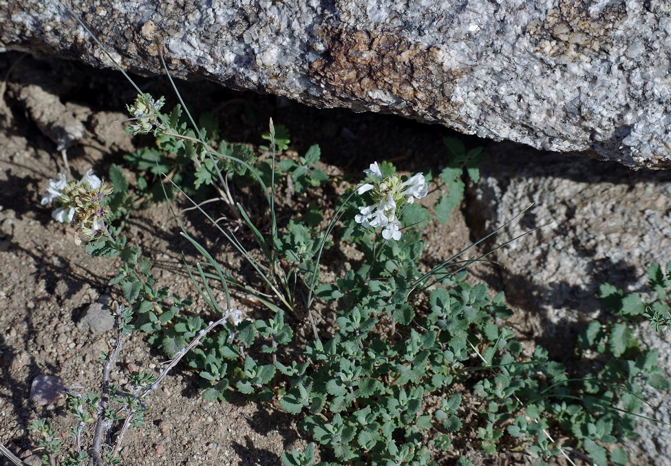 Image of Dracocephalum nodulosum specimen.