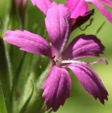 Dianthus armeria. Цветок. Германия, г. Дюссельдорф, Ботанический сад университета. 03.07.2014.