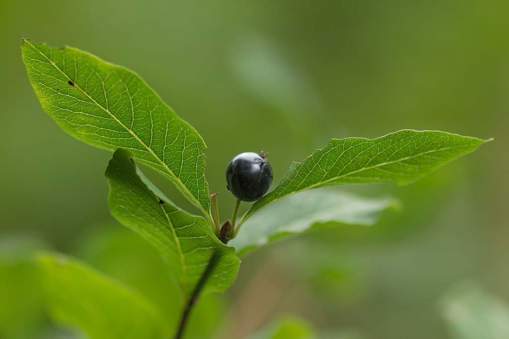 Изображение особи Lonicera orientalis.